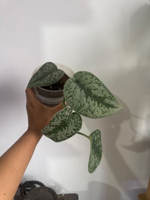 Уй гулдери срочно сатылады