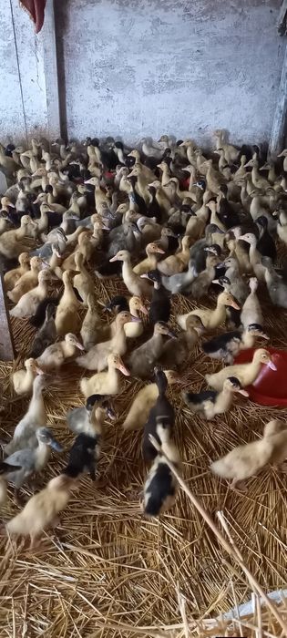 Curcani rate pui și puicuțe ouatoare