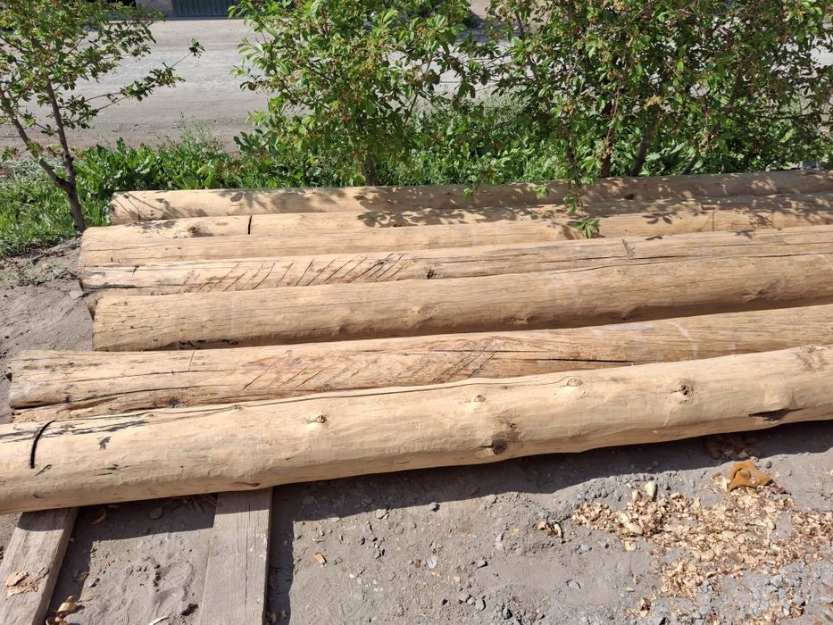 Sasno ogʻoch sotiladi