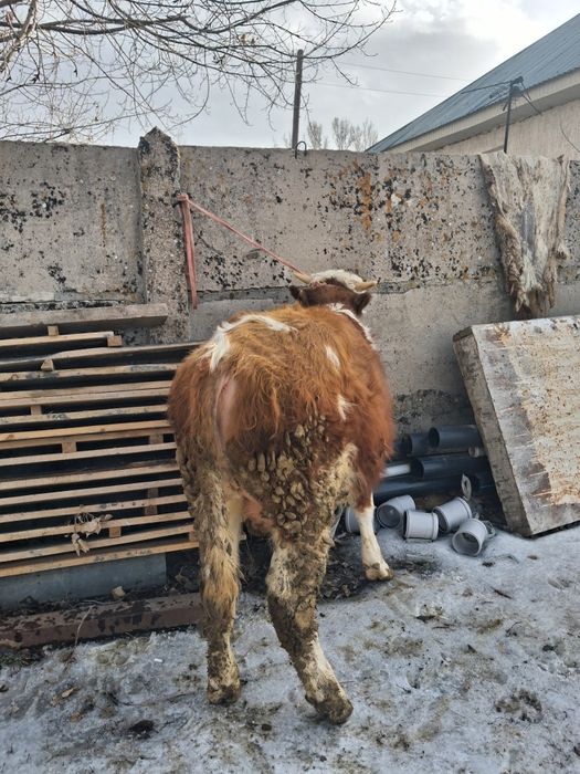 Продам бычка симментал