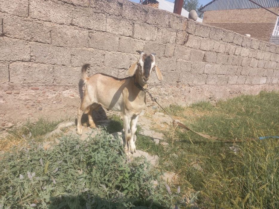 Echki taka jigarang