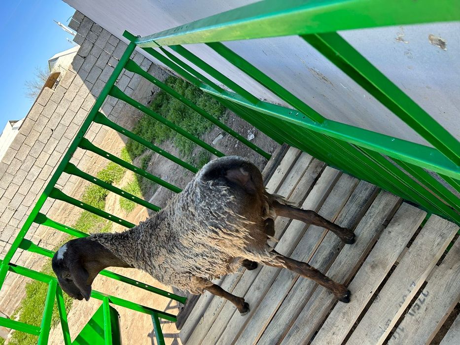 Қощқарлар сатылады