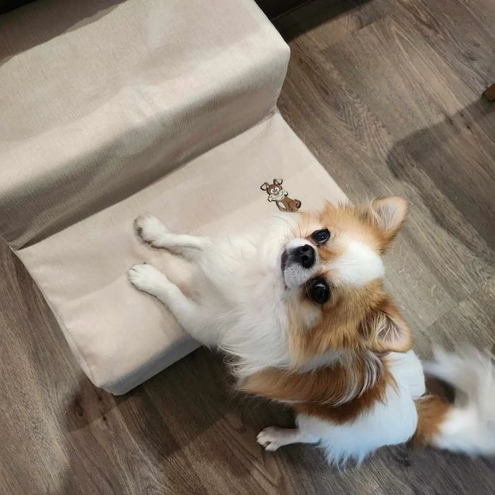 продава стълбички за домашни любимци