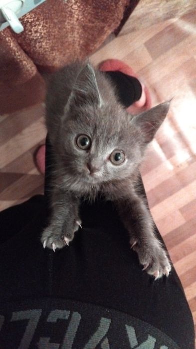 Отдам кошечку в добрые руки !!!