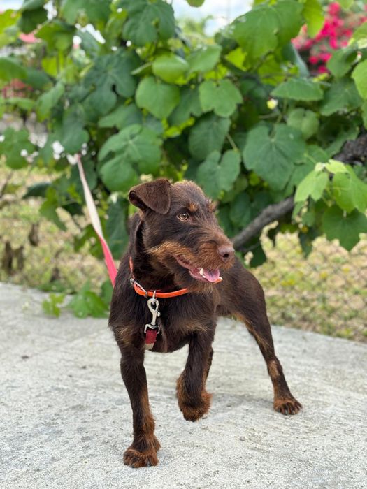 Mascul Jagd Terrier jagdterrier cu pedigree