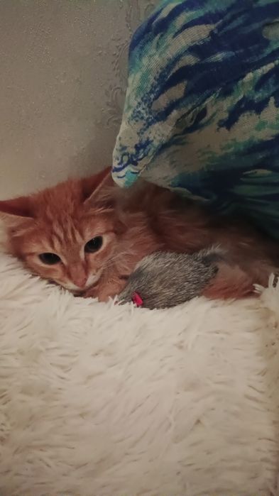 Отдам котенка в добрые руки