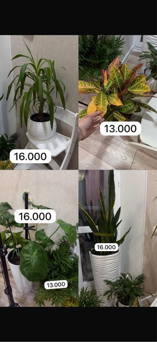 Комнатные цветы