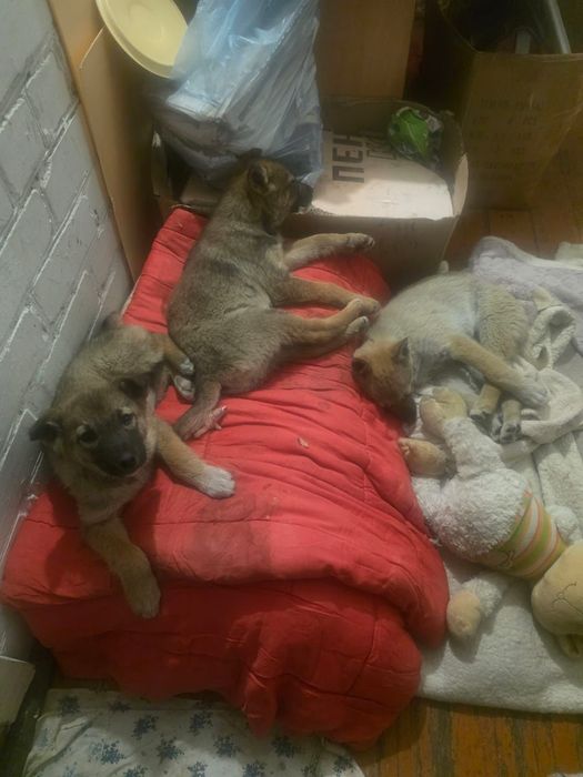 Шикарные щеночки  2 месяцев