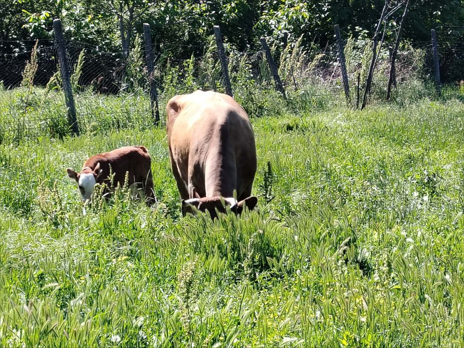 Vand vaca cu vitel