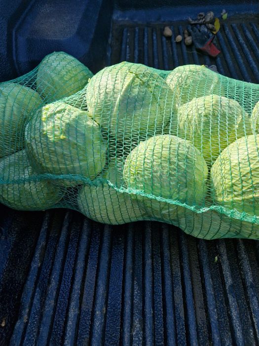 De vanzare Varza Gintama