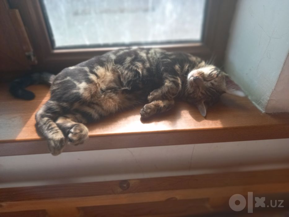 Bengalskiy mushuk