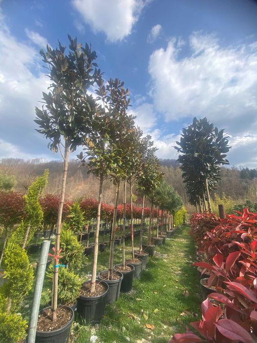 Plante Ornamentale pentru Case si Vile