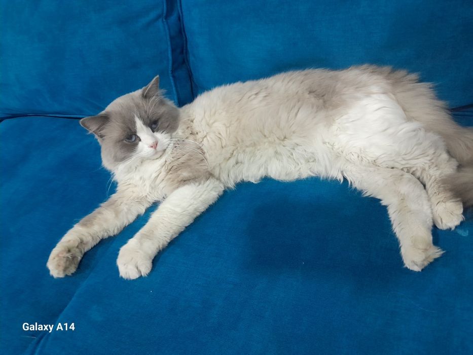 Продаётся  Регдолл кот!!!