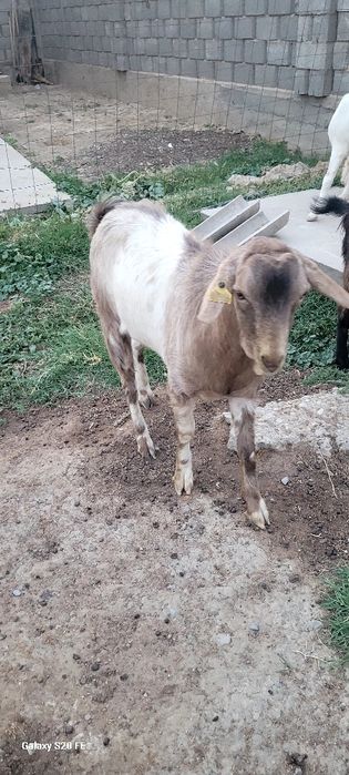 Текелер сатылады