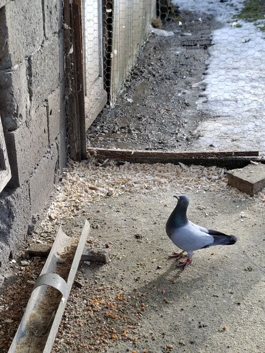 Porumbei pui si maturi