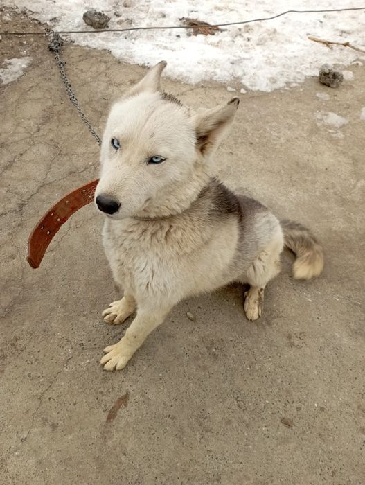 Продаëтся  добрая собака