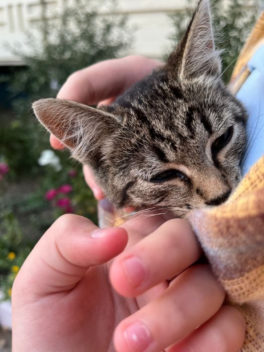 Котенок девочка