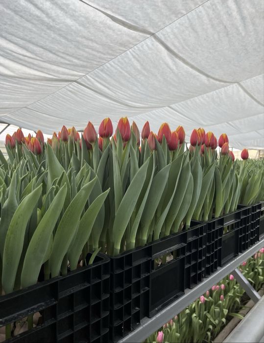 Тюльпаны к 8 марта. Свежие, крупные