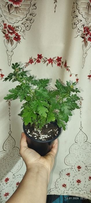 продам хризантема мультифлора