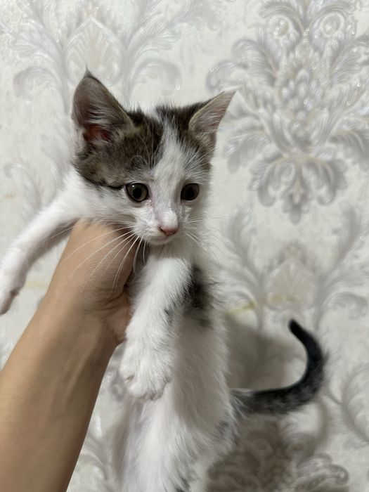 Отдам котят в добрые руки. Бесплатно