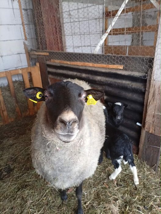 Oi romanov de vanzare