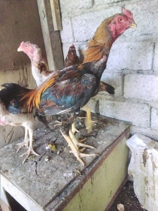 Dakan xo'roz 2ta 1ta brama toza zotli xo'roz sotiladi 300000 so'mdan