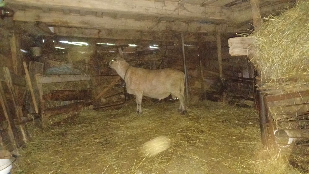 Vând oi miei și berbec