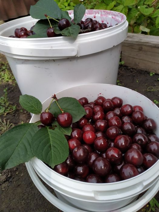 Продаю свежую вишню