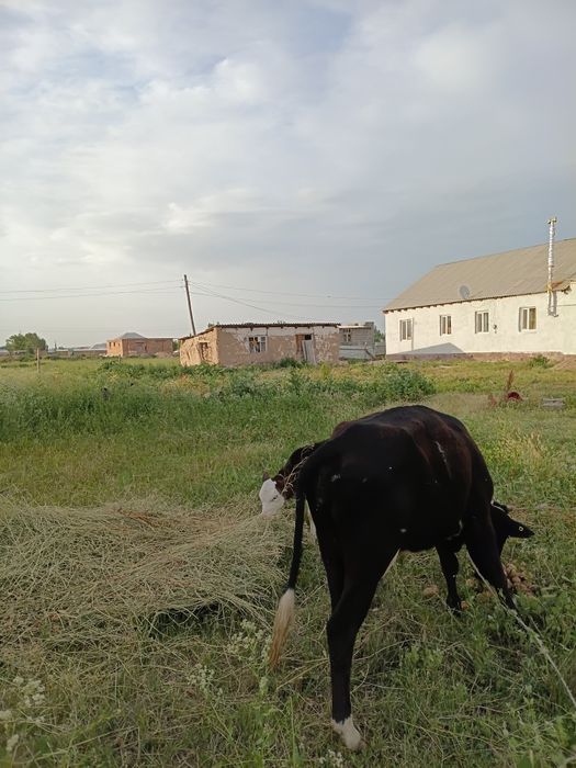 Бызаулы сиыр сатылады