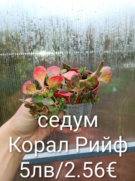 Аранжировки цветя за двора и стайни . Цени на снимките