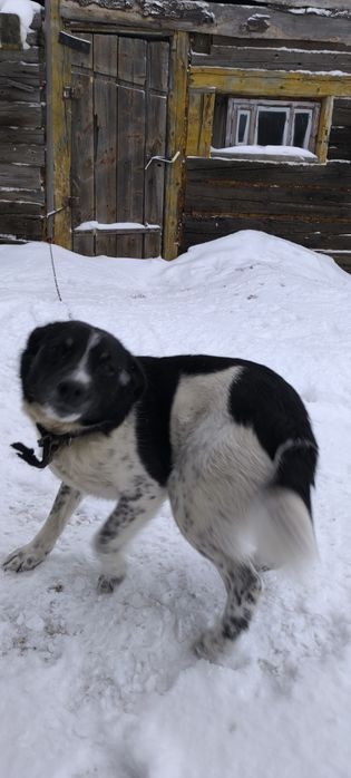 Даром собака черно белого окраса