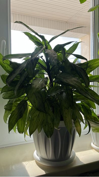 Комнатные растение