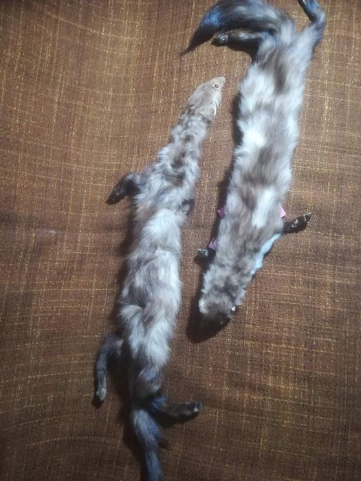 Яки от естествени животни