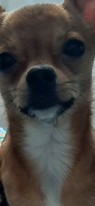 Красавец Чихуахуа мини "Ричи" ищет невесту для романтических отношений