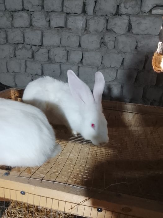 Великан-Фландр куён болалари сотилади