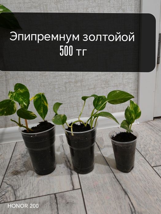 Спатифиллум район Компоселок