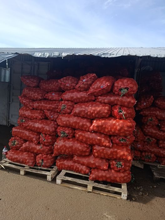 Картошка едовая сорт Гала