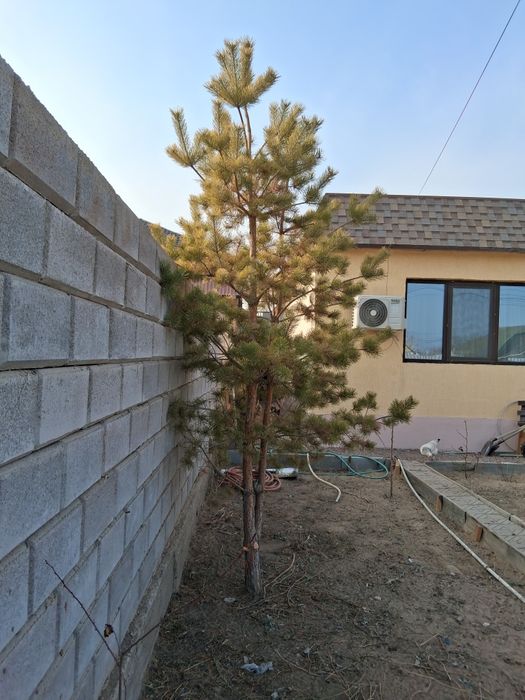 Продам сосну 3,5м