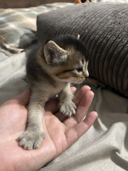 Котята редкой породы Чаузи