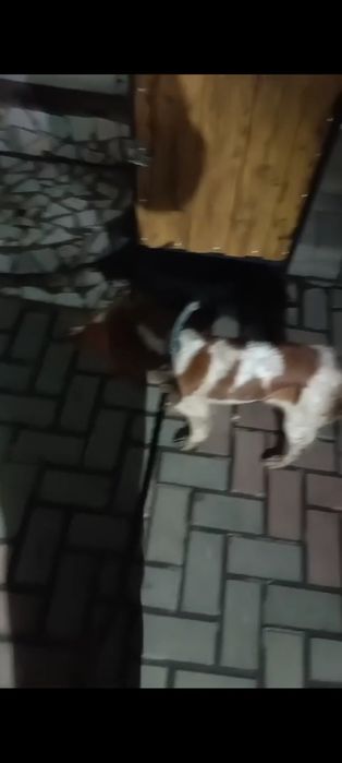 Потерял сабаку...