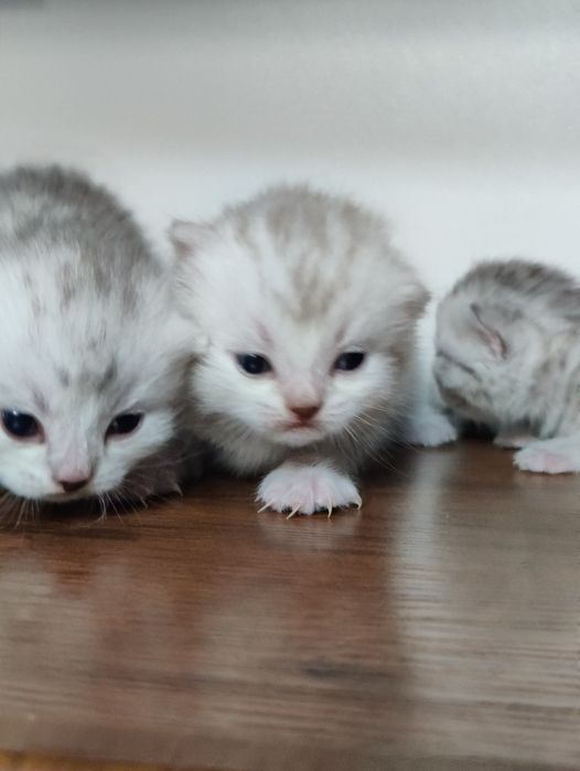 Шотландские вислоухие