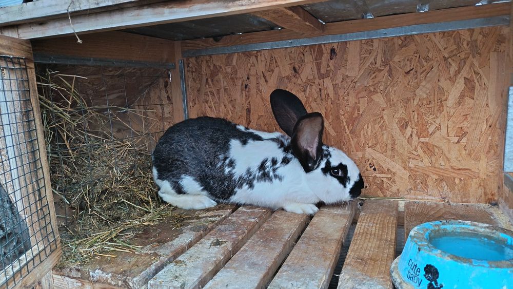 Iepurita fluture german