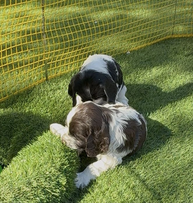 Продам щенят русский спаниель