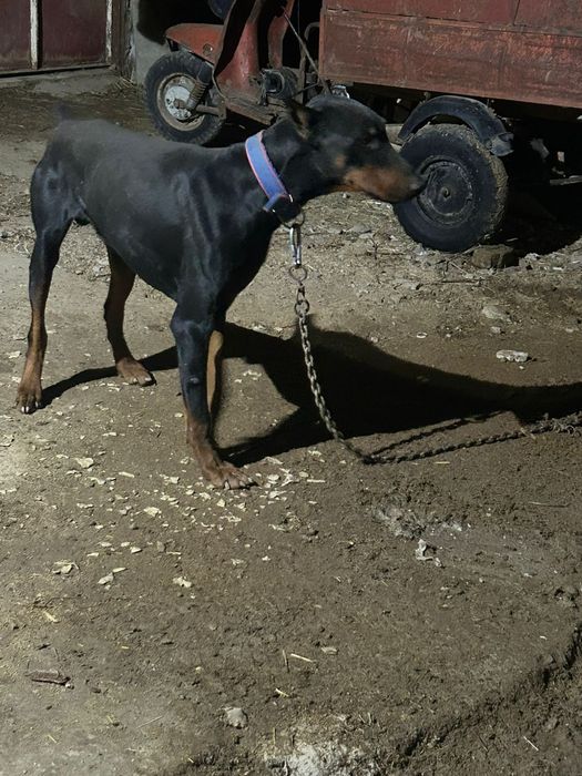 Продается доберман.