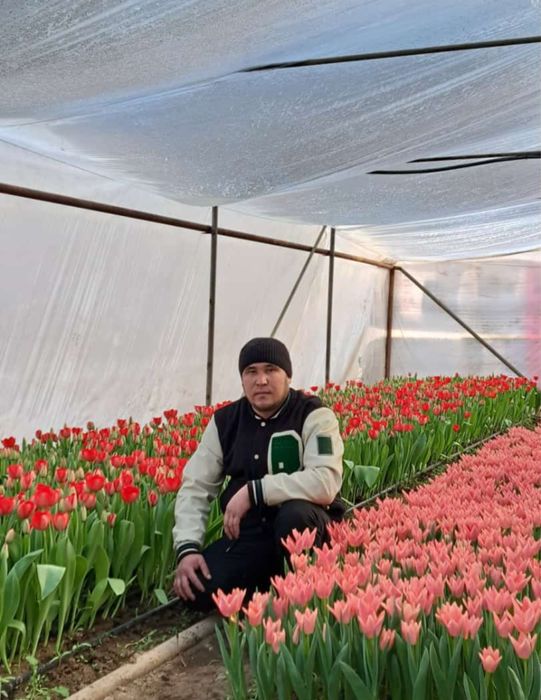 Оптом тюльпаны. Тюльпаны оптом и в розницу. Тюльпаны голландские