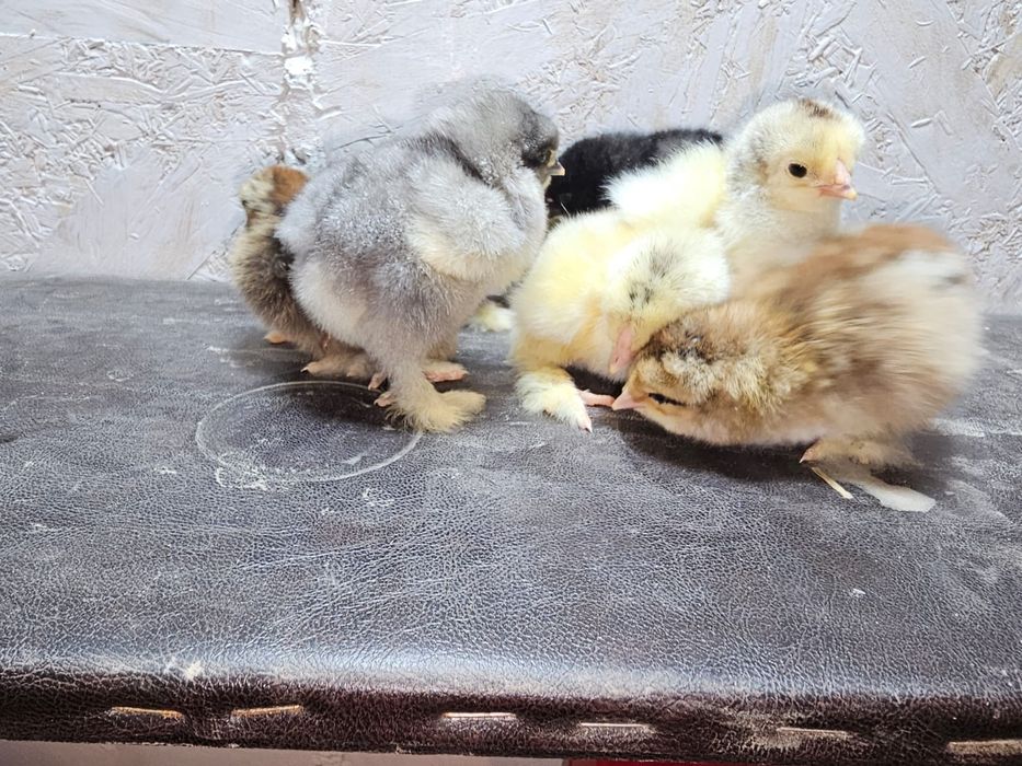 Pui încălțați împerechere cu brahma