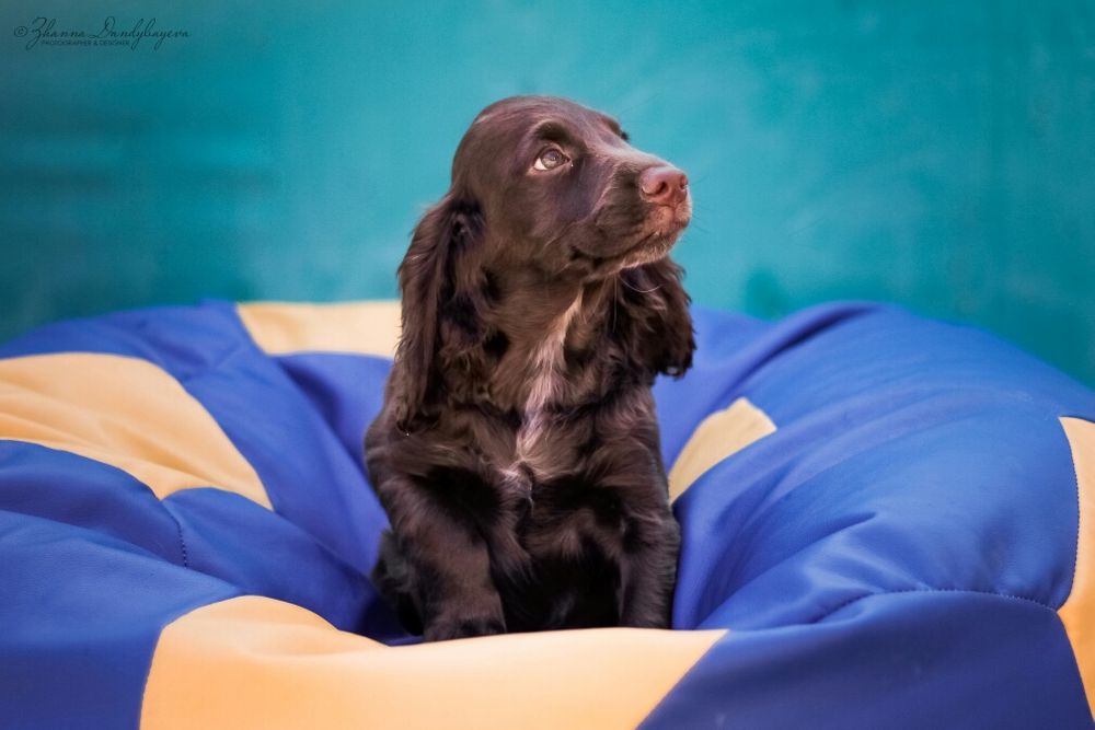 Спаниель Русский