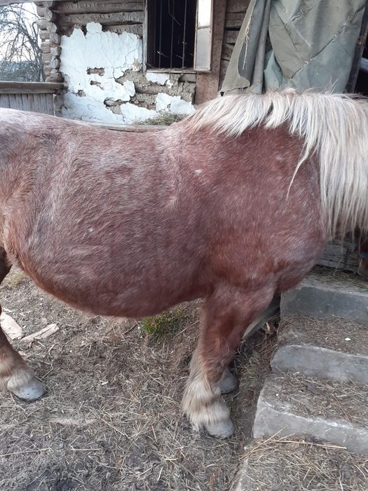 Vând iapă gestantă