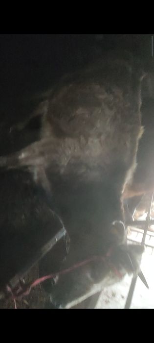 Бузаулы сиыр сатылады