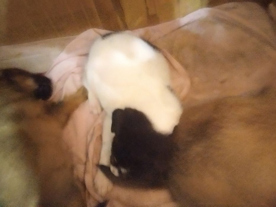 Щенки в добрые руки